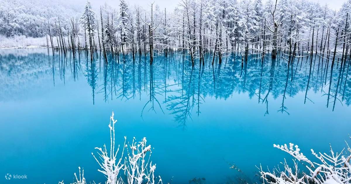 J*1様 Creek ENNOY Wake sapporo quiet moun Hokkaido Asahiyama Zoo Day Trip | Penguin Walk・Biei Blue Pond